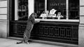 Le Connaisseur — a leopard regards the Saint MH jewellery window