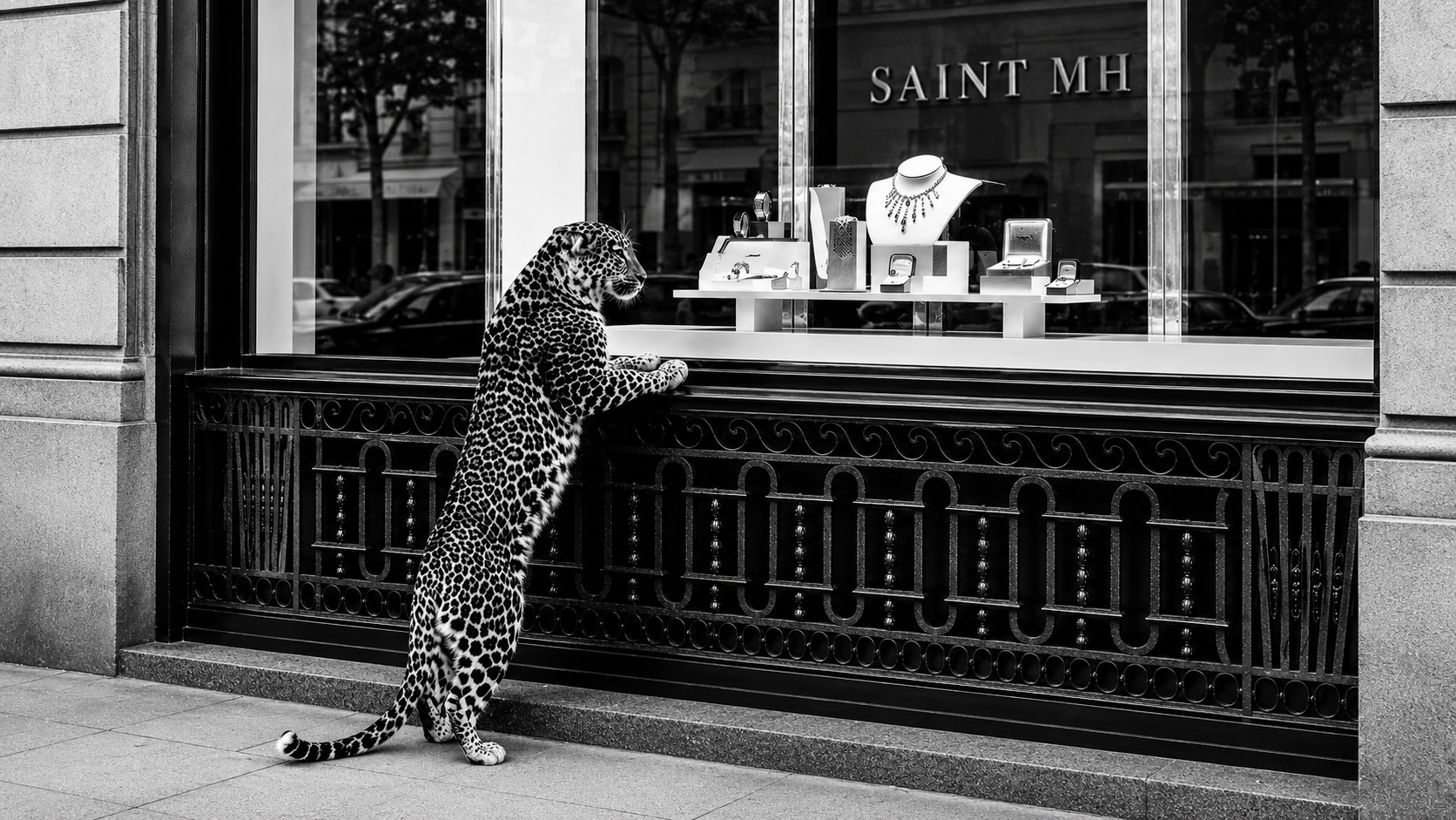 Le Connaisseur — a leopard regards the Saint MH jewellery window