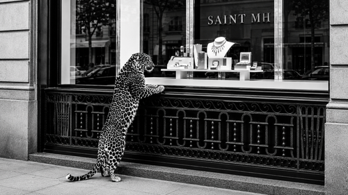 Le Connaisseur — a leopard regards the Saint MH jewellery window