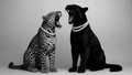 Sovereign and Savauge — leopard and black panther in pearls, fine art print
