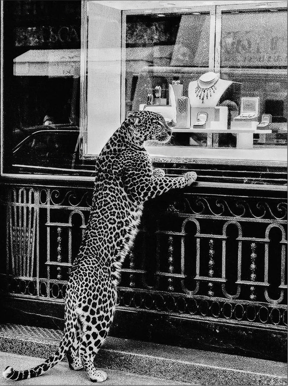 Le Connaisseur — leopard at the jeweller's window, fine art print